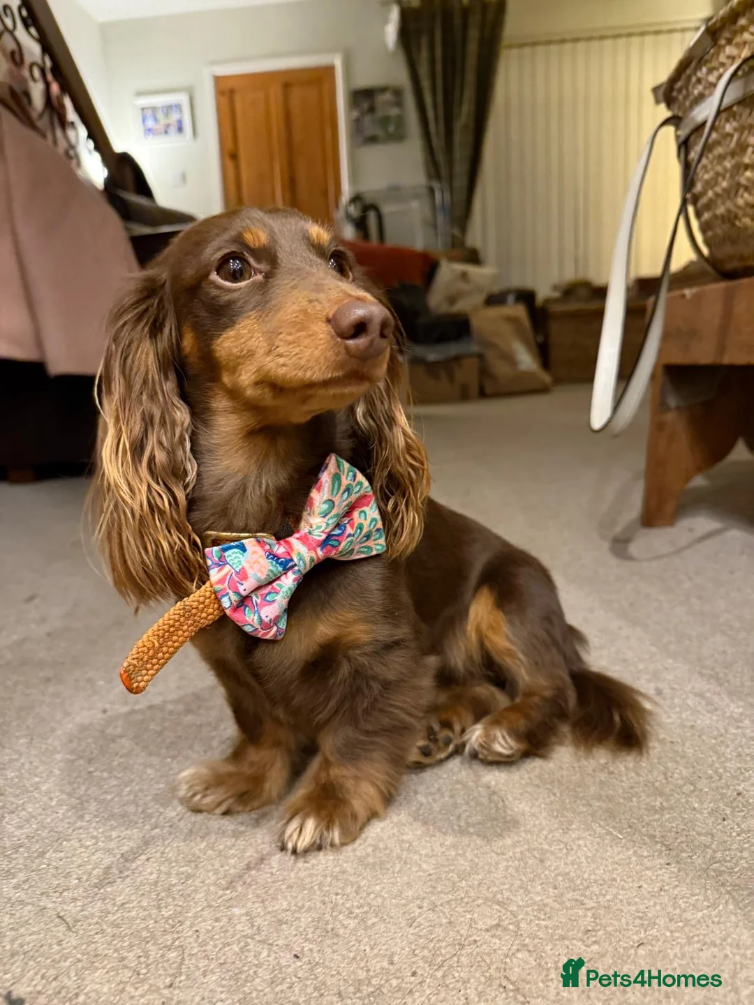 Miniature Dachshund dogs for sale: KC reg Long haired miniature dachshund puppies - Advert 5