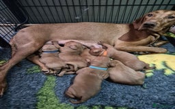 Hungarian Vizsla dogs for sale: Gorgeous Vizsla puppies - Image 4