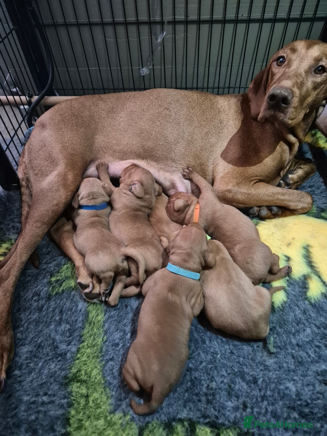 Hungarian Vizsla dogs for sale: Gorgeous Vizsla puppies - Image 4