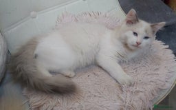 Ragdoll cats for sale: RAGDOLL BICOLOUR BOY BLUE EYES READY NOW! - Image 23