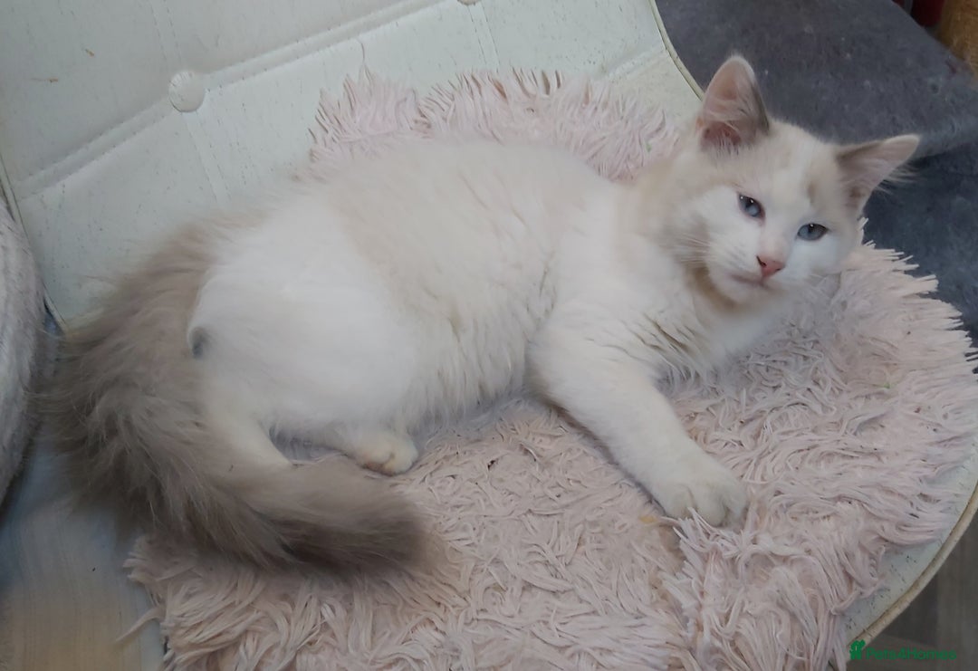 Ragdoll cats for sale: RAGDOLL BICOLOUR BOY BLUE EYES READY NOW! - Image 23