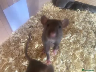 Rat rodents Male and female rats ready for their forever home - Advert 1