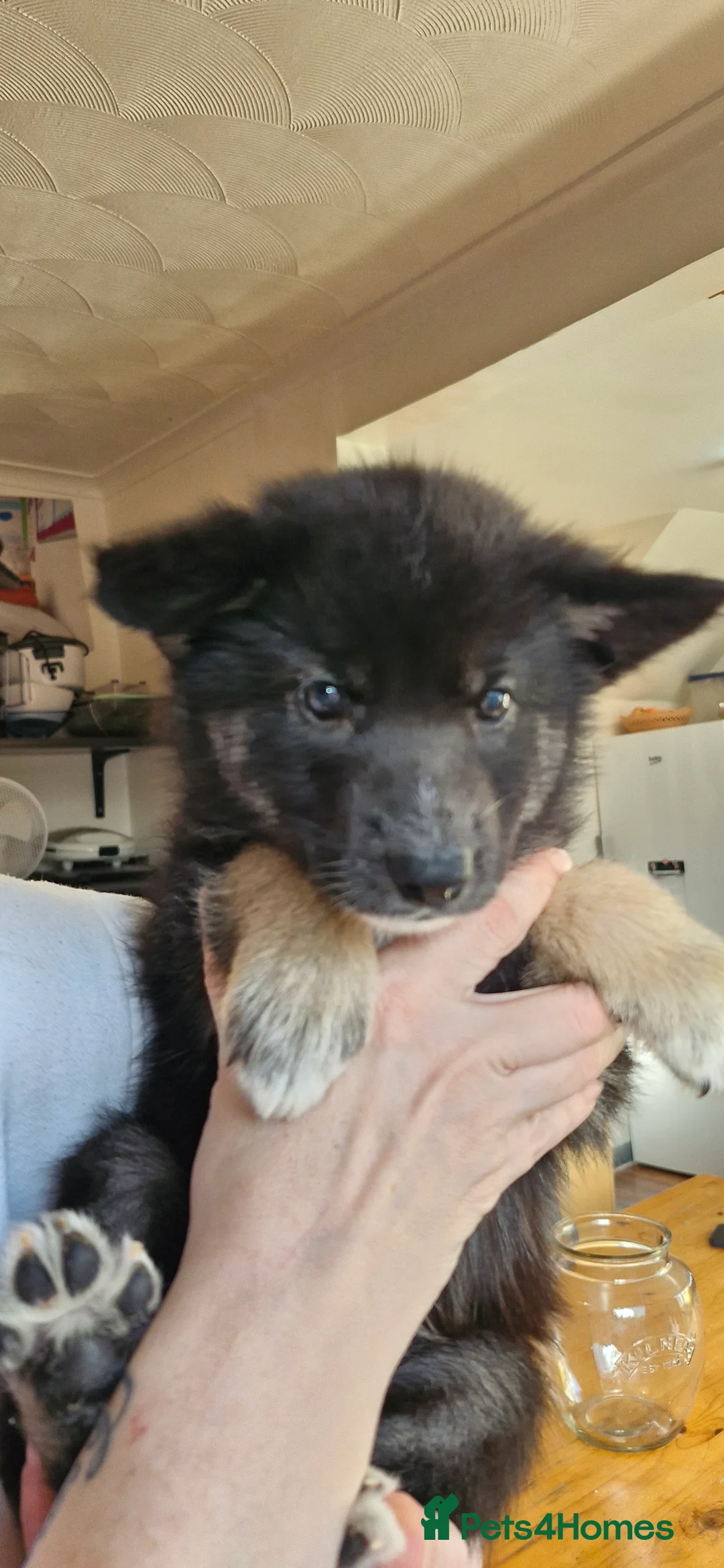 Mixed Breed dogs for sale: German sheperd Malamute  - Advert 18