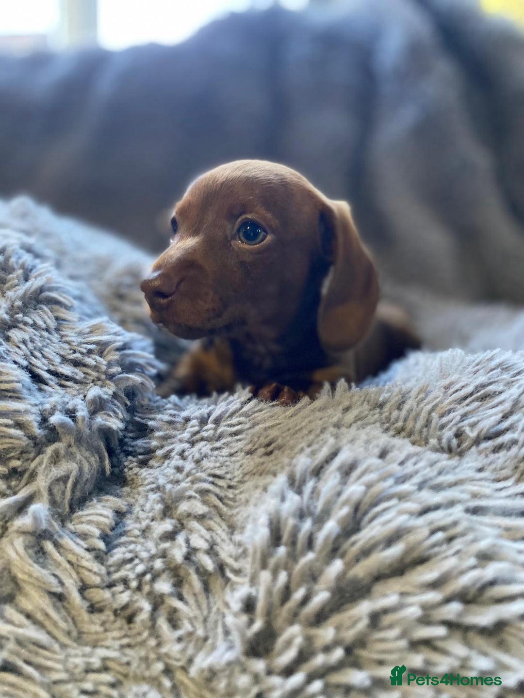 Miniature Dachshund dogs for sale: Stunning Miniature dachshund puppies  - Image 14
