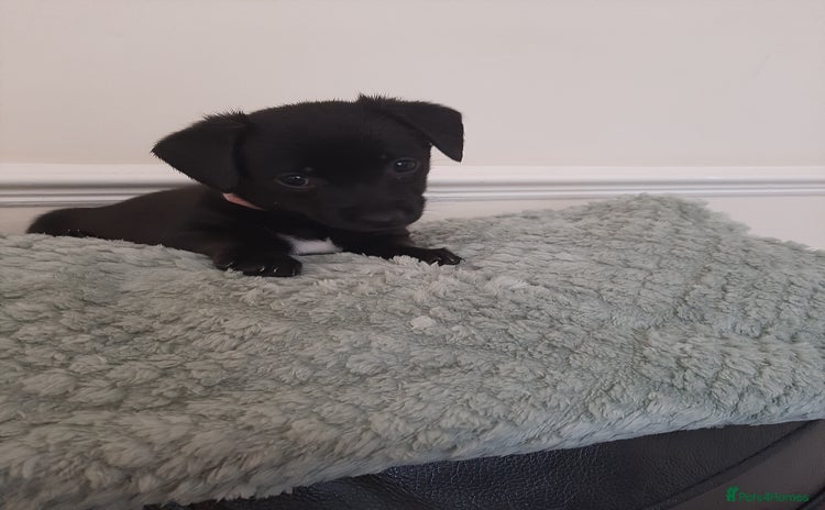 Patterjack dogs - Advert 1
