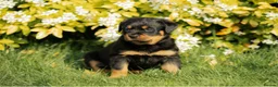 Rottweiler dogs for sale: Stunning Chunky Rotweillers from fantastic parents - Advert 3