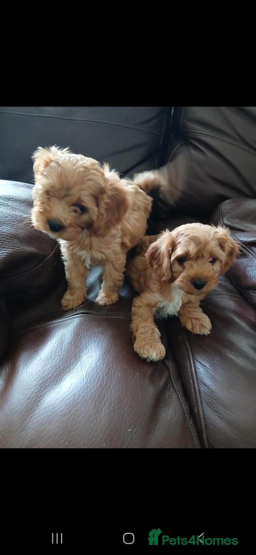 Cavapoo dogs Cavapoo puppies for sale  - Advert 2