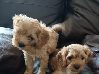 Cavapoo dogs Cavapoo puppies for sale - Advert 2