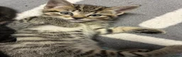 Domestic Shorthair cats for sale: 🐾 Adorable Kittens – 1Black Male & 3Tabby Females in Waltham Abbey - Advert 20