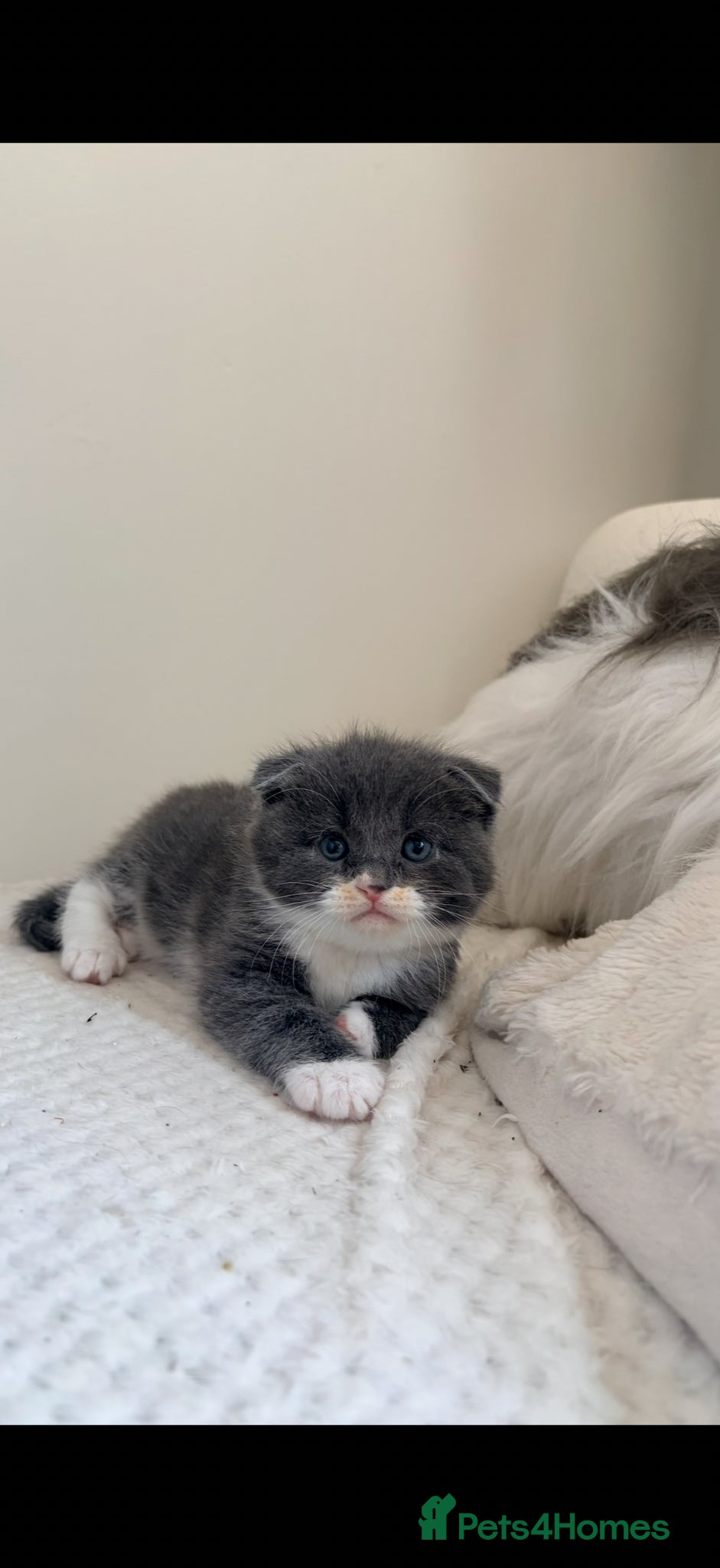 Scottish Fold Kitten 1