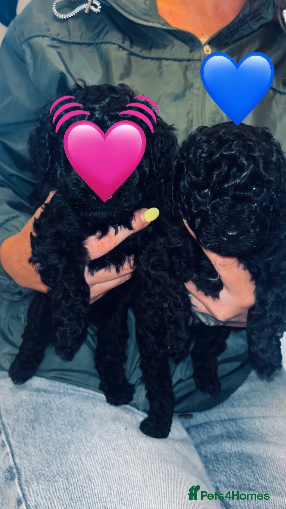 Cavapoo dogs *Last BOY STILL AVAILABLE *💙F1b Toy Cavapoo pups - Advert 14