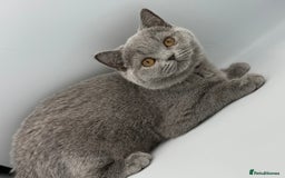 British Shorthair cats for sale: British Shorthair Girls Ready for Forever Homes - Image 3