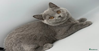 British Shorthair cats - Advert 4