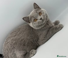 British Shorthair cats British Shorthair Girls Ready for Forever Homes - Advert 2