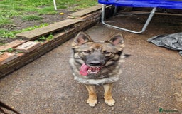 Shepsky dogs for sale: Shepsky  - Image 2