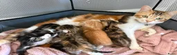 Mixed Breed cats for sale: Lovely Trio of Tabby & White Kittens – 5 Weeks Old - Advert 3