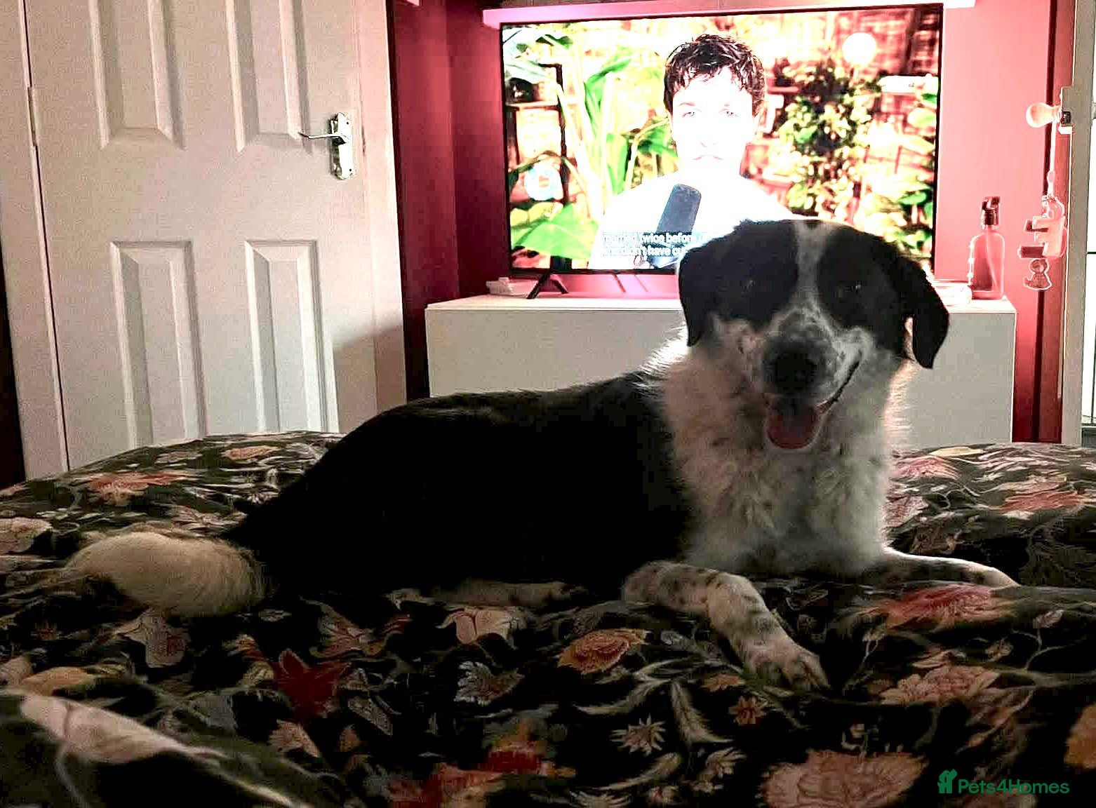 Mixed Breed dogs Fabulous Florence - Advert 4