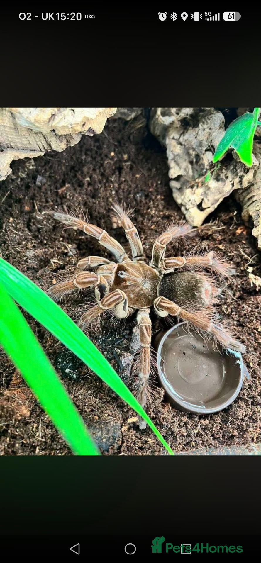 Mixed Breed invertebrates Scorpions&tarantulas - Advert 1