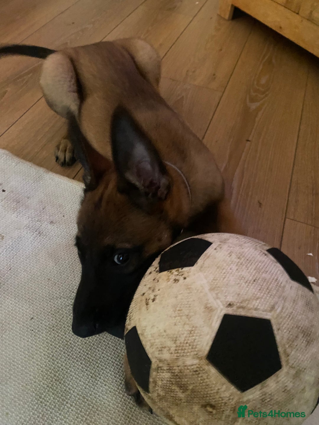 Belgian Shepherd Dog dogs for sale: Belgian malonis - Image 5