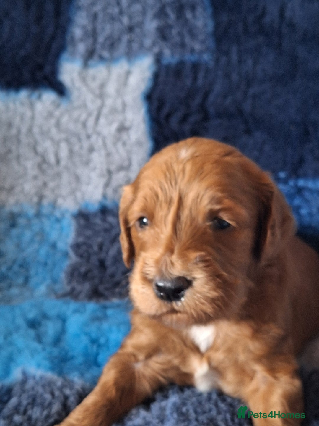 Cockapoo dogs for sale: Cockerpoo Puppies – Standard Size Red Boys Only - Image 6