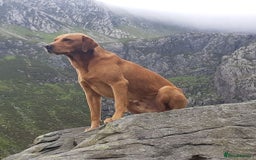 Labrador Retriever dogs for sale: KC Reg Fox Red Labrador Male. Fully vaccinated. in Mold - Image 13