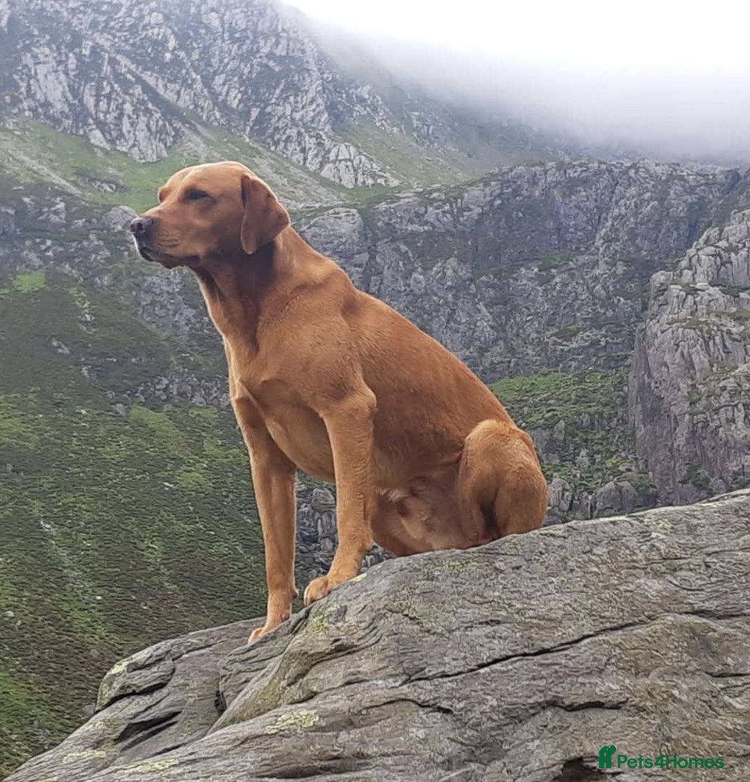 Labrador Retriever dogs for sale: KC Reg Fox Red Labrador Male. Fully vaccinated. in Mold - Image 13