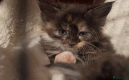 Maine Coon cats for sale: Maine Coon kittens in Manchester  - Image 30