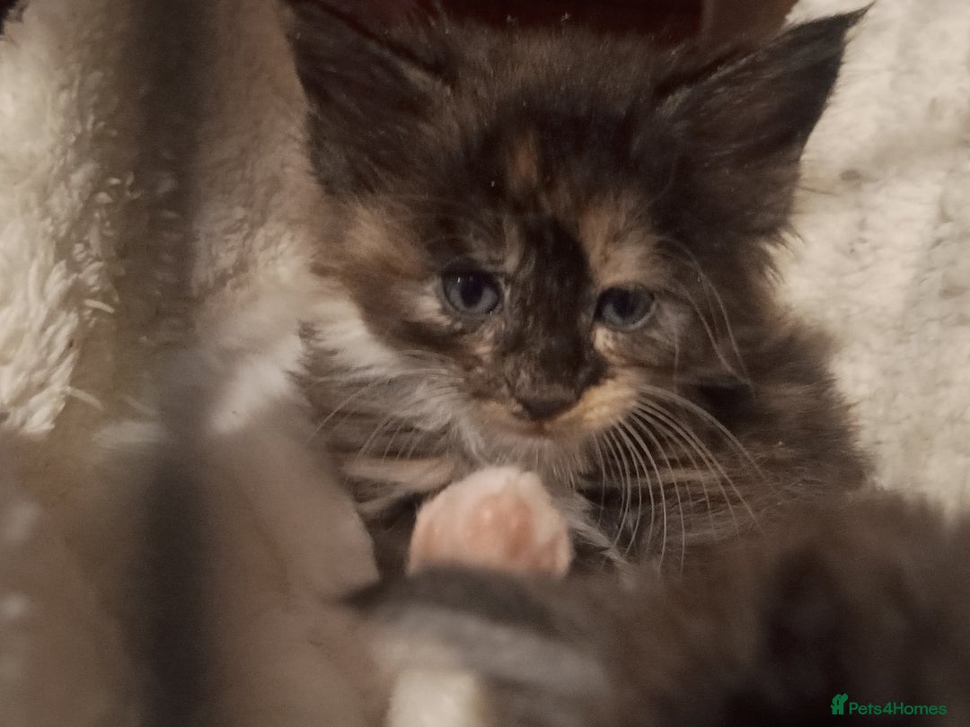 Maine Coon cats for sale: Maine Coon kittens in Manchester  - Image 30