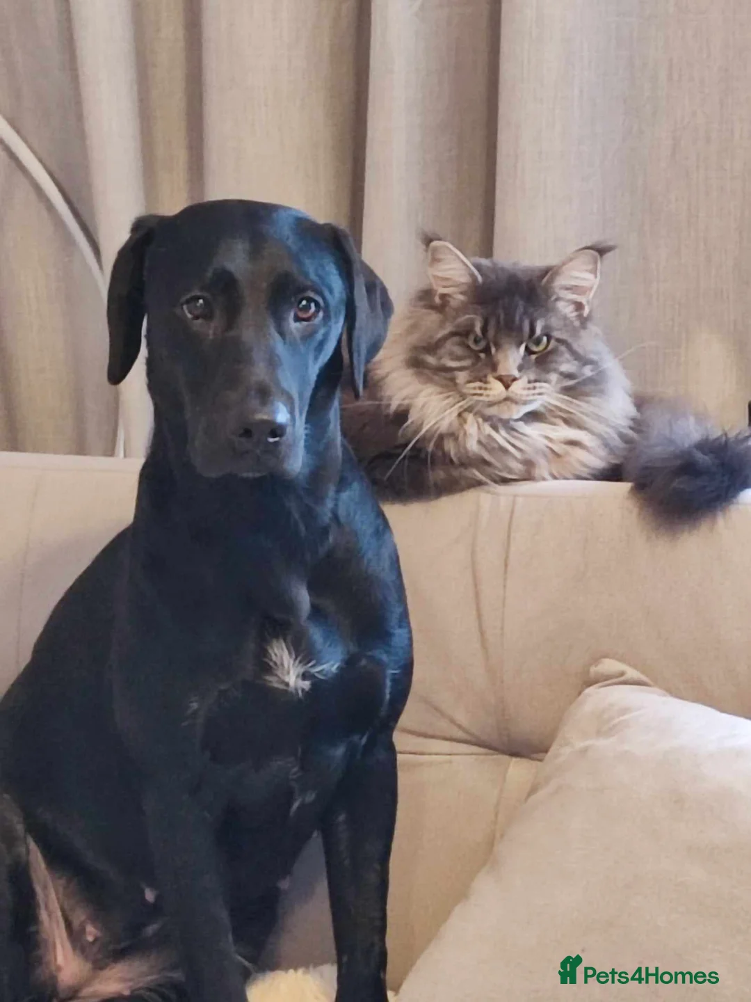 Maine Coon cats for stud: 🔥Beautiful stud Maine Coon ❤️ in Northampton - Advert 7