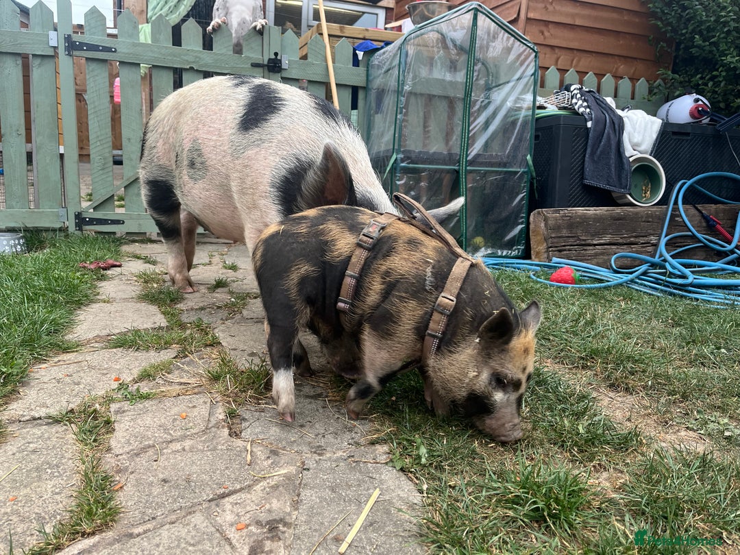 Pig livestock for sale: Castrated Male mini pig piglet - Image 3