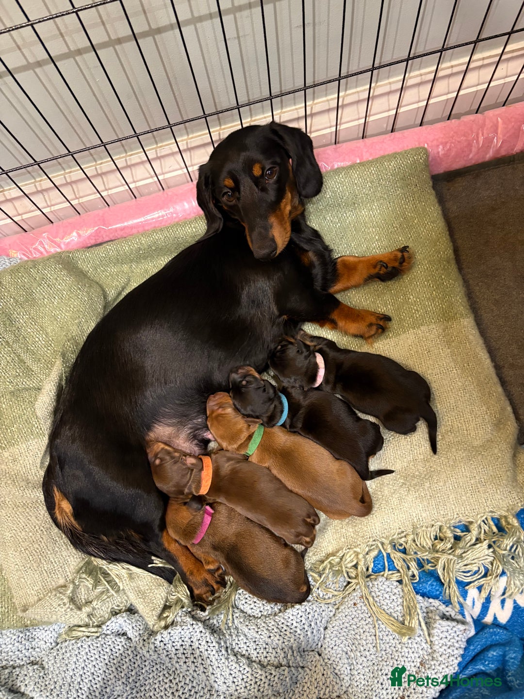 Dachshund dogs for sale: Dachshund puppies - Advert 1