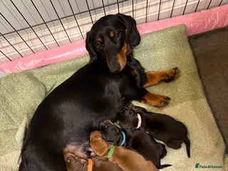 Dachshund dogs Dachshund puppies - Advert 7