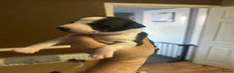 Whippet dogs for sale: KC Whippet black and white pup  - Advert 19