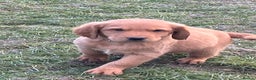Labrador Retriever dogs for sale: Fox Red Labrador puppies - Advert 14