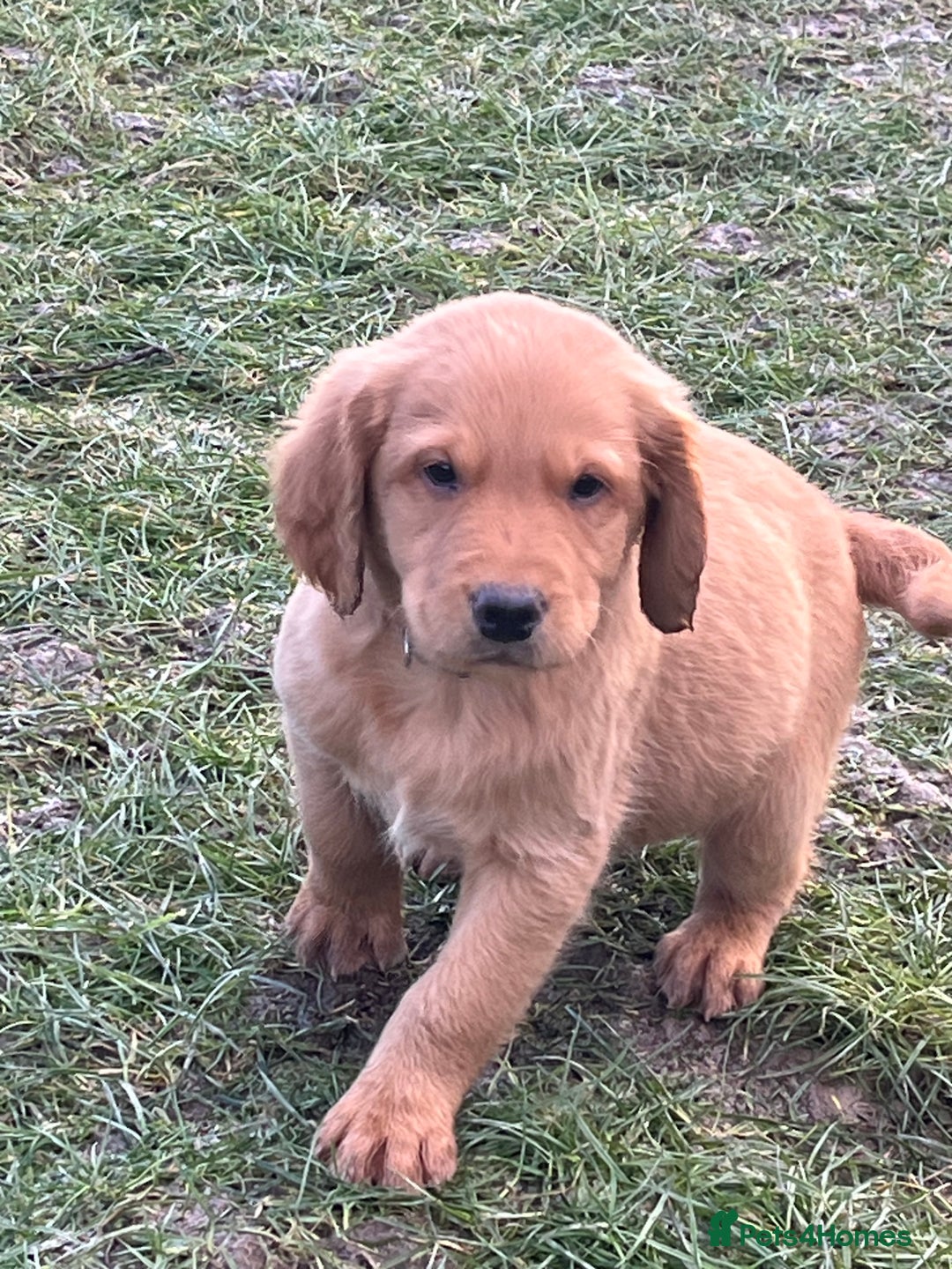Labrador Retriever dogs for sale: Fox Red Labrador puppies - Advert 14