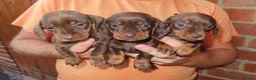 Miniature Dachshund dogs for sale: Miniature Dachshund Puppies - Advert 8