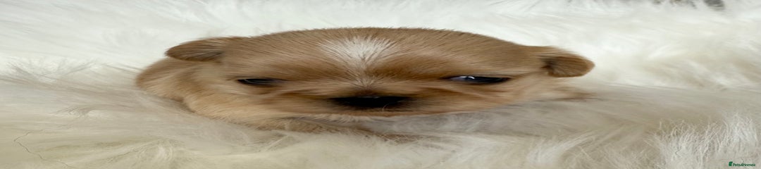 Shih Tzu Puppy 1