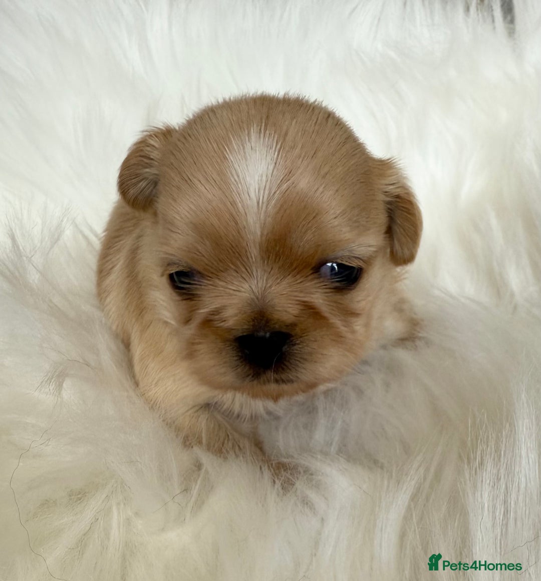 Shih Tzu dogs for sale: Stunning full Imperial Shih Tzu’s - Image 10