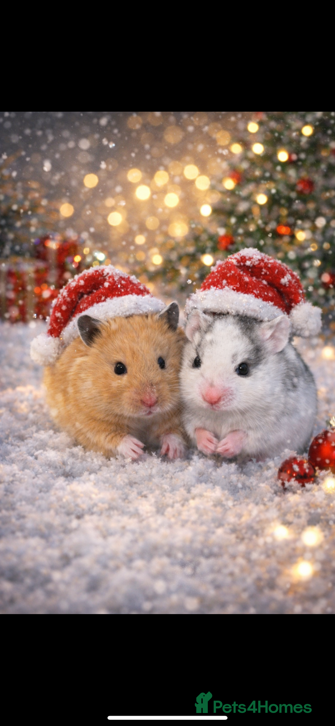 Hamster rodents for sale: Baby hamsters  - Advert 15