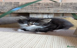 Mixed Breed cats for sale: Fluffy kittens for sale - Image 4
