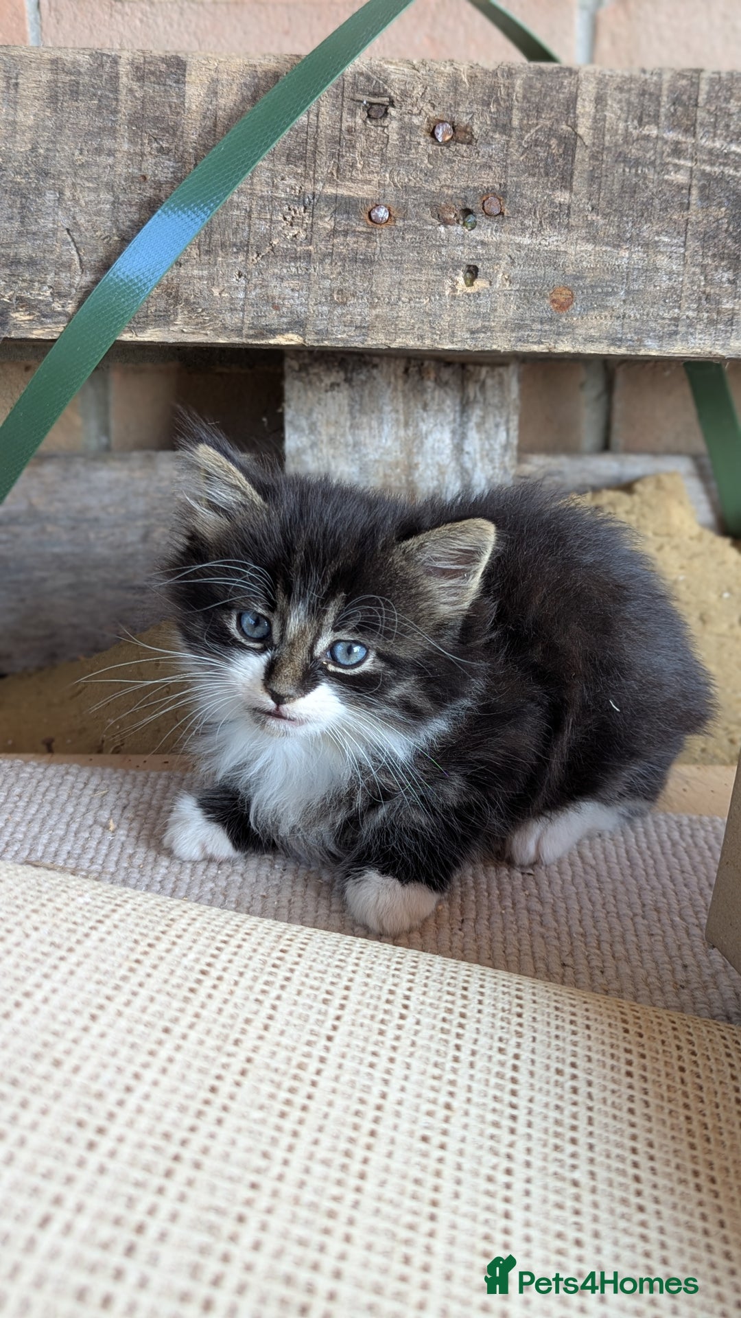 Mixed Breed cats for sale: Fluffy kittens for sale - Image 4