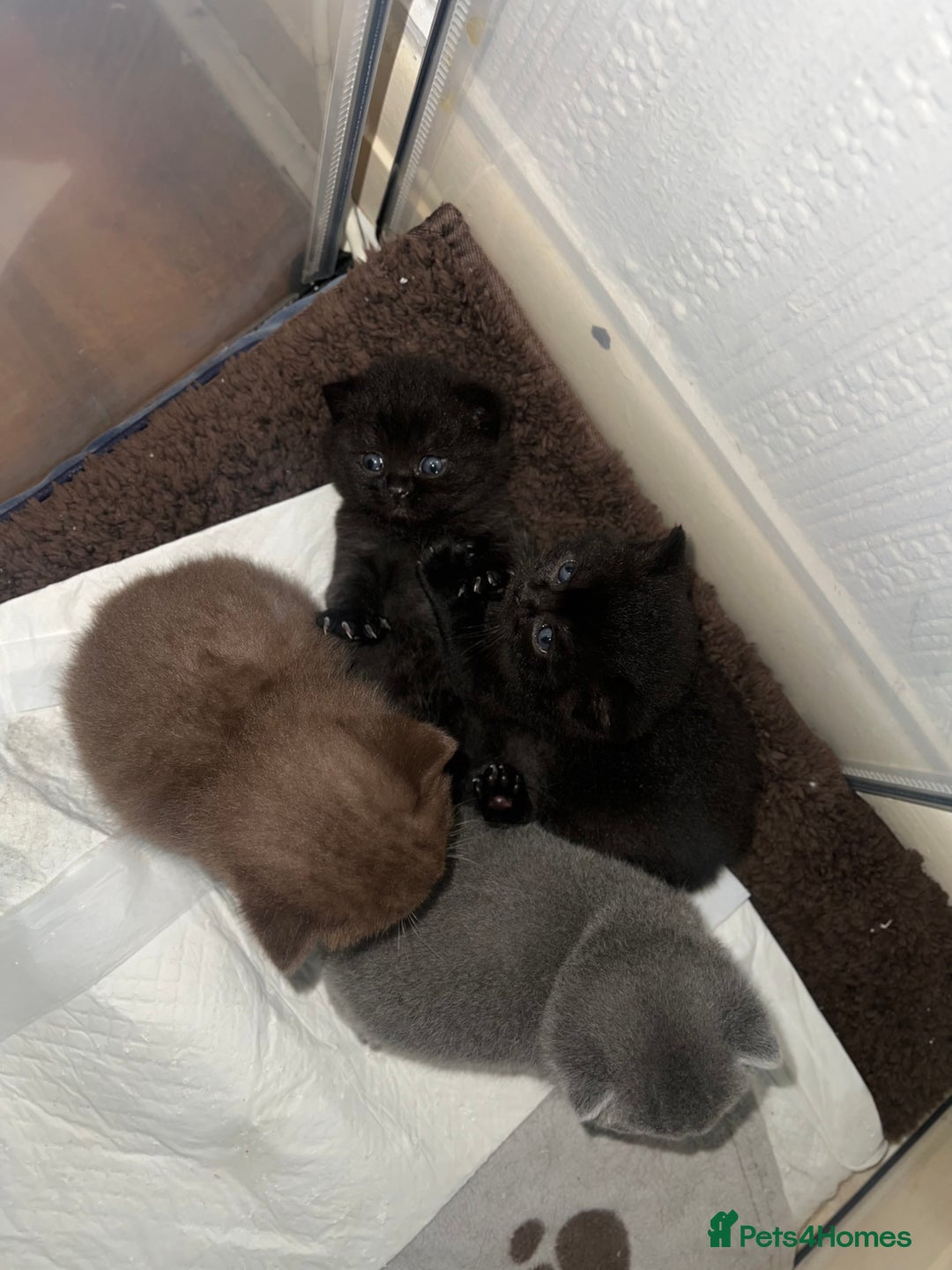 British Shorthair cats for sale: British short hair kittens - Image 18