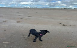 Labrador Retriever dogs for sale: Beautiful Trained Labrador - Image 4