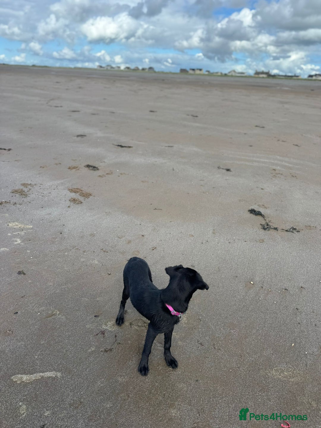 Labrador Retriever dogs for sale: Beautiful Trained Labrador - Image 4