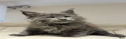 Maine Coon cats for sale: Beautiful TICA Registered Maine Coon Kittens Avail - Advert 19