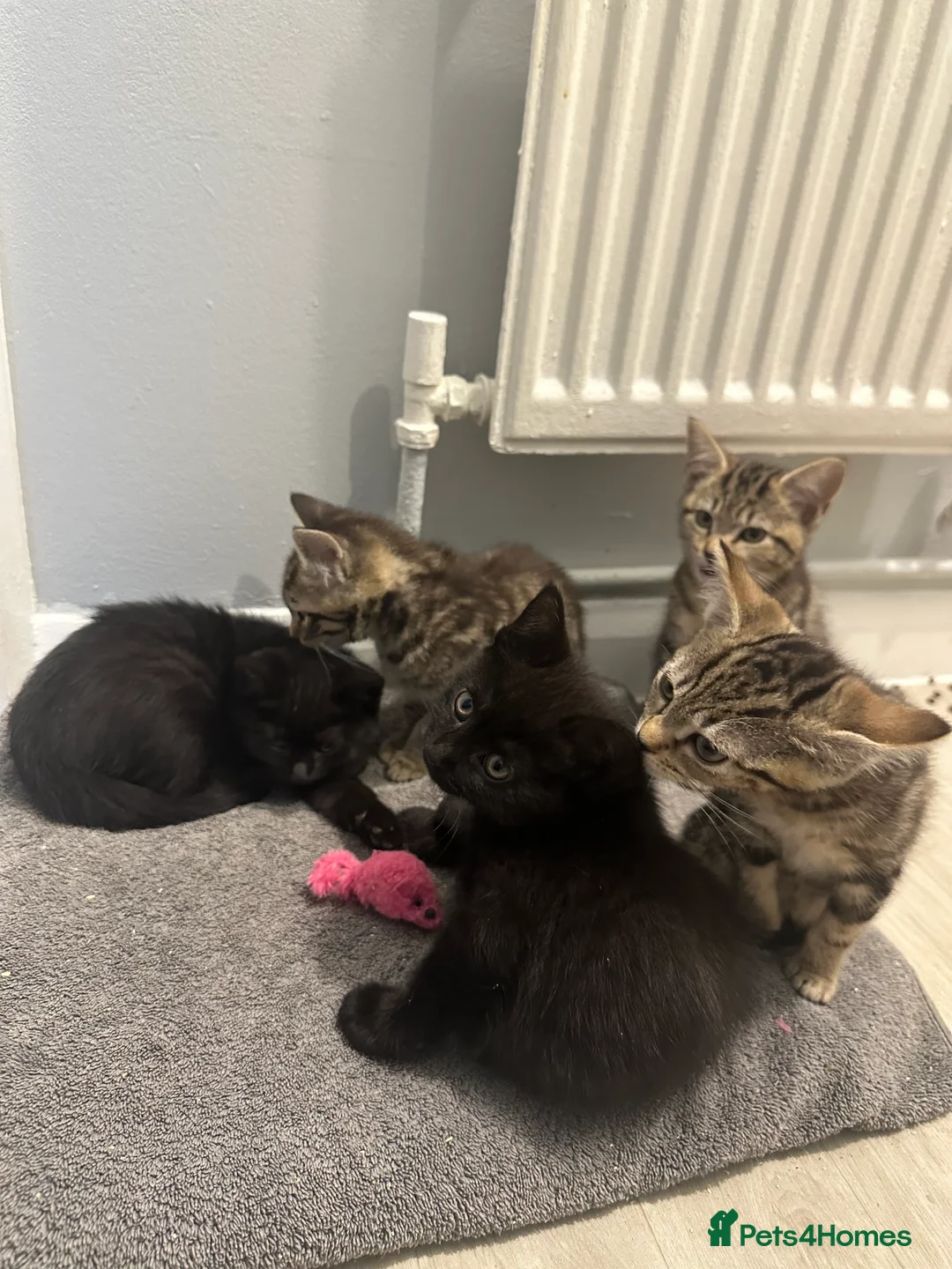 Maine Coon cats for sale: Maine coon cross Kittens 🐱  - Advert 14