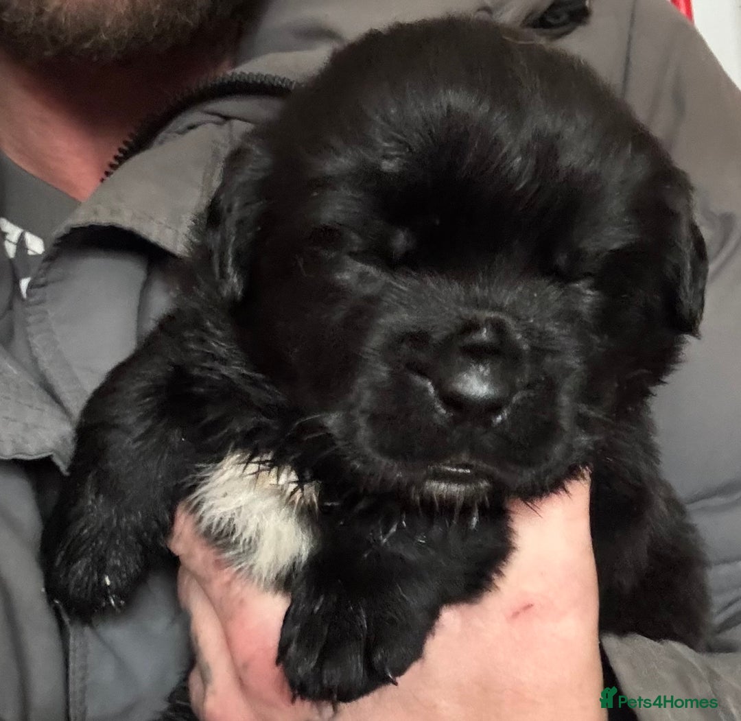 Newfoundland dogs for sale: Stunning Newfoundland X  - Image 5