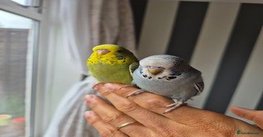 Budgerigars birds - Advert 5