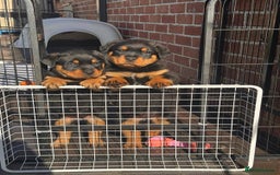 Rottweiler dogs for sale: Chunky Rottweiler puppy  - Image 2