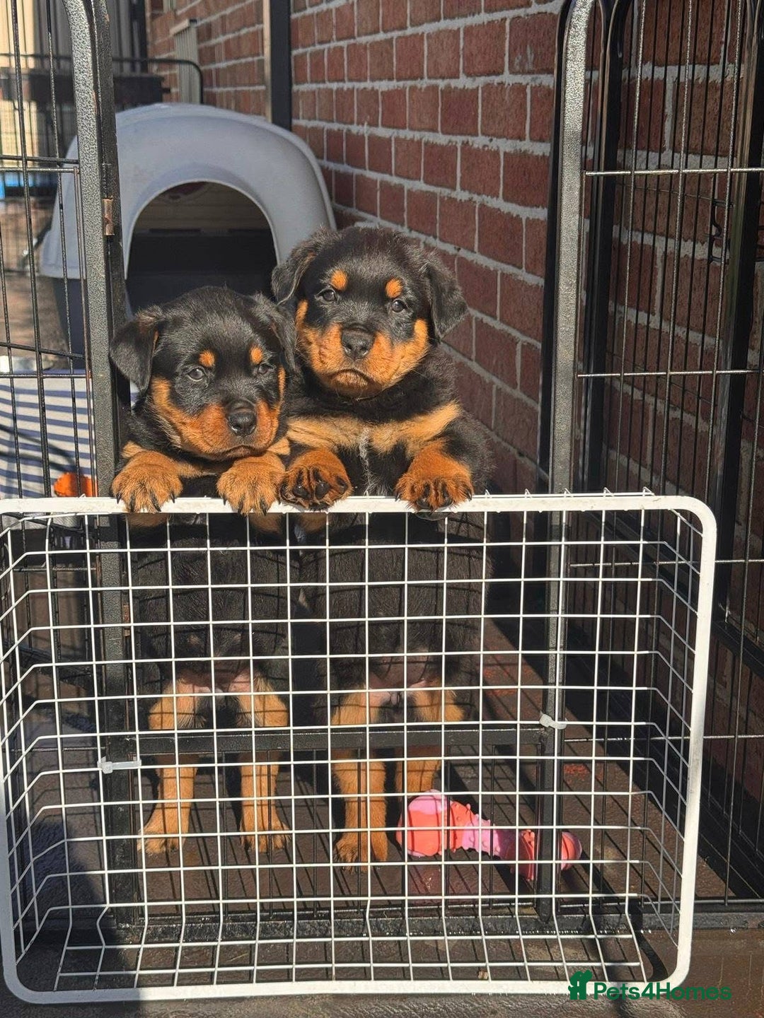 Rottweiler dogs for sale: Chunky Rottweiler puppy  - Image 2